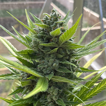 Семена конопли Auto White Prussian Feminised